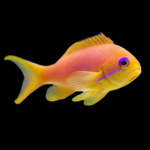 ANTHIAS