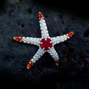 ESTRELLAS DE MAR