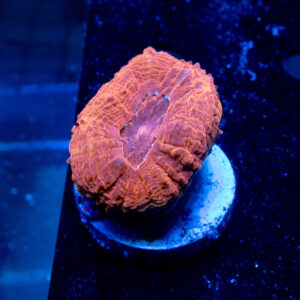 ACANTHASTREA BOWERBANKI