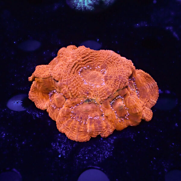 ACANTHASTREA BOWERBANKI