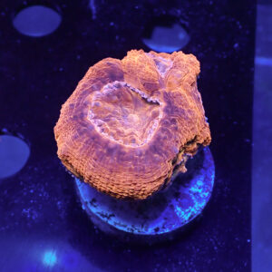 ACANTHASTREA BOWERBANKI