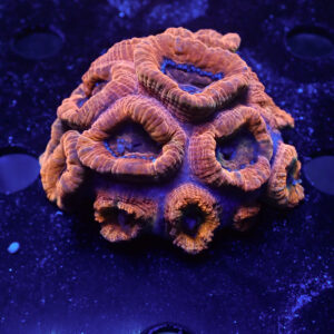 ACANTHASTREA LORDHOWENSIS