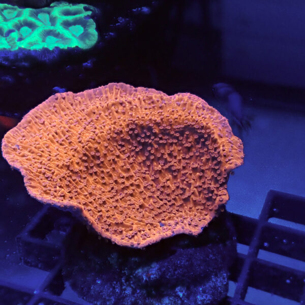 MONTIPORA