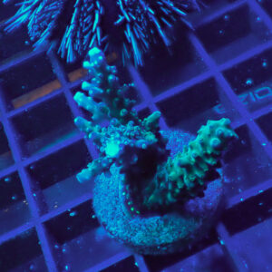 ACROPORA