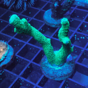 ACROPORA