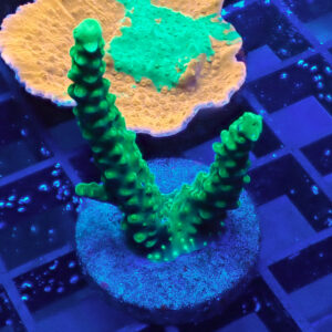 ACROPORA