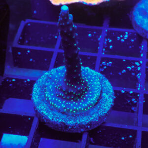 ACROPORA