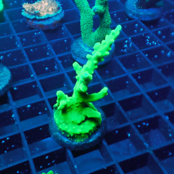 ACROPORA