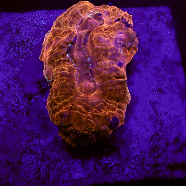 ACANTHASTREA BOWERBANKI