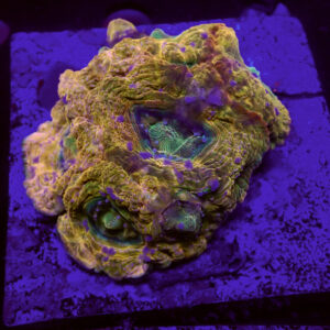 ACANTHASTREA BOWERBANKI