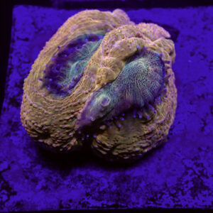 ACANTHASTREA BOWERBANKI