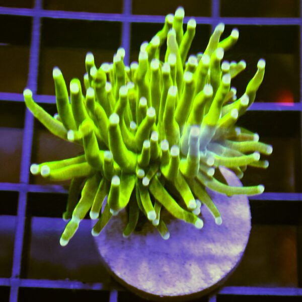 EUPHYLLIA GLABRESCENS GREEN TORCH