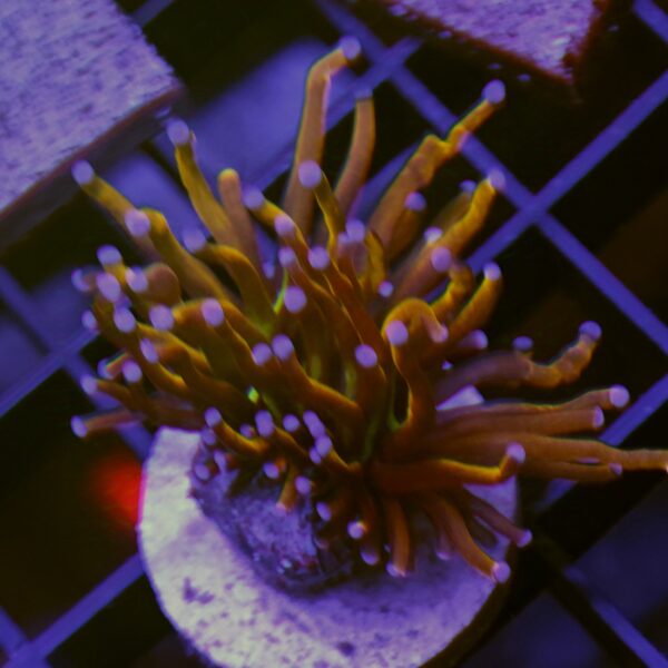 EUPHYLLIA GLABRESCENS TORCH NEW YORK NICKS